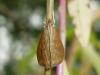 243573 – Photo : Denis Bucaille – France (60)